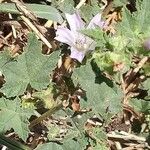 Malva multiflora Hoja