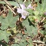 Malva multiflora Levél