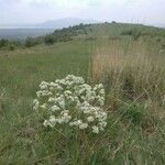 Crambe tataria Kvet