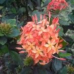 Ixora chinensis Květ