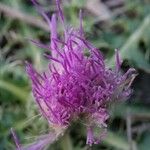 Cirsium acaulon Other