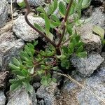 Ranunculus glacialis Folha