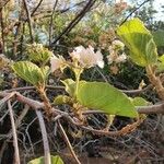 Dombeya rotundifolia Цвят