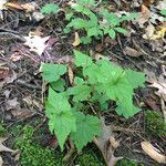 Mitella diphylla Hábitos