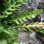 Polypodium amorphum Φύλλο