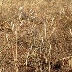 Aristida adscensionis Habit