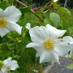 Rosa laevigata Λουλούδι