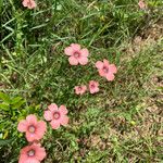Linum pubescens Λουλούδι