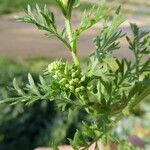 Lepidium didymum Bark