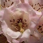 Rhododendron arizelum Flower