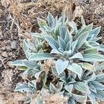 Phacelia hastata Folha