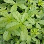 Potentilla reptans 葉