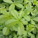 Potentilla reptans Leaf