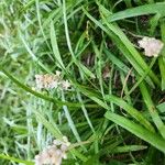 Liriope spicata Flower