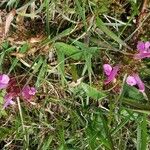 Pedicularis sylvatica Habit