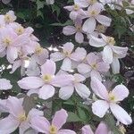 Clematis montana Λουλούδι