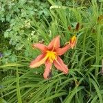 Hemerocallis minor Квітка