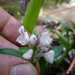 Polystachya subulata Flower