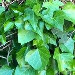 Hedera maroccana Leaf