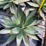 Agave chiapensis Leaf