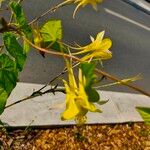 Aquilegia chrysantha Blüte