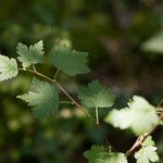 Ribes alpinum Folla