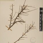 Phyllanthus clarkei Arall