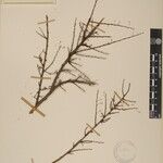 Phyllanthus clarkei Άλλα