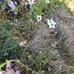 Saxifraga bulbifera موطن