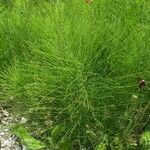 Equisetum telmateiaЛист