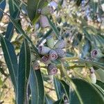 Eucalyptus botryoides 果實