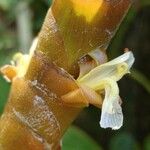 Calathea lutea Cvet