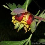 Paeonia californica Flower