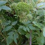 Angelica atropurpurea Плід