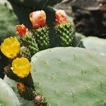 Opuntia ficus-indicaফুল