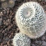 Mammillaria hahniana برگ