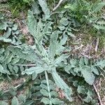 Centaurea seridis Leaf