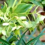 Helleborus foetidus Otro