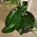 Philodendron burle-marxii Levél