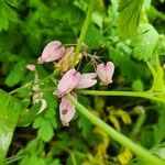 Dicentra formosaBlodyn