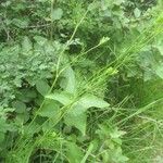 Seseli peucedanoides Hoja