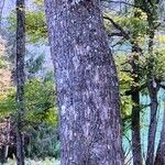 Castanea sativa 树皮