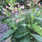 Nicotiana tabacum Blüte