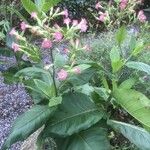 Nicotiana tabacum പുഷ്പം