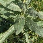 Verbascum thapsus Blad