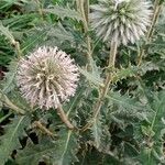 Echinops sphaerocephalus Virág
