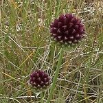 Allium vineale Blomst