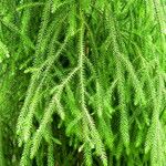 Dacrydium cupressinum Φύλλο