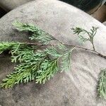 Chamaecyparis thyoides Leaf