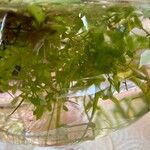 Lemna trisulca Hoja
